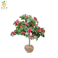 廷豪果 山楂树 胸径7cm /棵