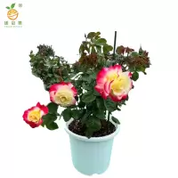 廷豪果 红双喜 带盆 /盆