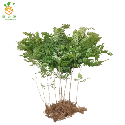 廷豪果 紫穗槐 带盆 1.2m /棵