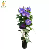 廷豪果 牵牛花 QNH-1 /支