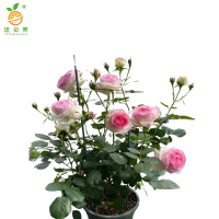 廷豪果 粉龙沙 4-6枝 /盆