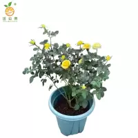 廷豪果 黄菊红 4-6分枝 /盆