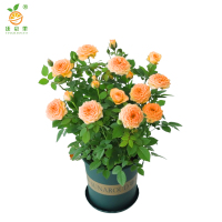 廷豪果 月季花 YJH-1 /束