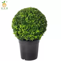 廷豪果 冬青球 冠幅80cm /棵