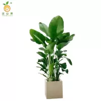 廷豪果 天堂鸟 高1m /棵