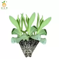 廷豪果 洋桔梗 杯苗 /盆