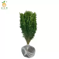 廷豪果 瓜子黄杨 高30-40cm /棵