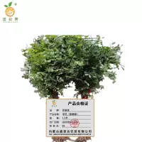 廷豪果 草花(紫穗槐)1.2米 /棵