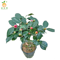 廷豪果 山茶花 2公分粗1米高 /棵