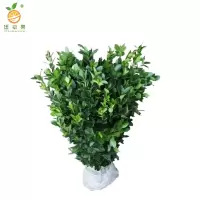 廷豪果 冬青苗 高40-50cm50棵/捆