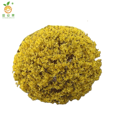 廷豪果 连翘球 冠幅120cm /棵