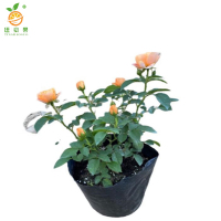 廷豪果 四季花 红粉黄 /颗