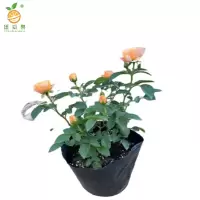 廷豪果 四季花 红粉黄 /颗