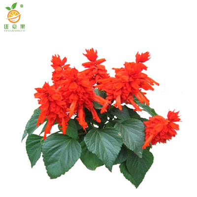 廷豪果 西洋红 30cm /棵