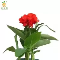 廷豪果 兰焦 5-10cm /棵