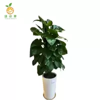 廷豪果 精品绿萝柱 180cm /盆