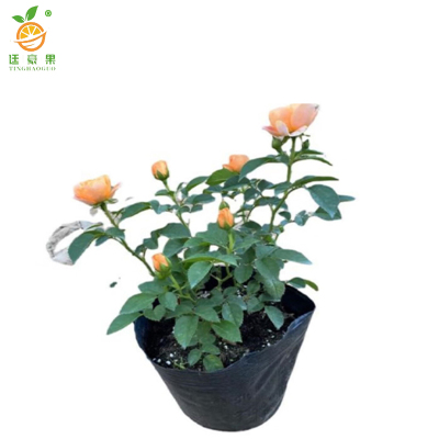 廷豪果 长春花 红粉黄 /颗