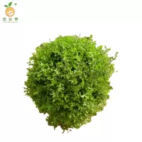 廷豪果 水蜡球 冠幅50cm /棵