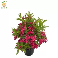 廷豪果 锦带球 冠幅120cm /棵