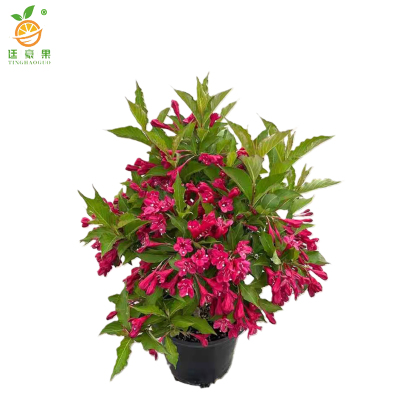 廷豪果 锦带球 冠幅120cm /棵