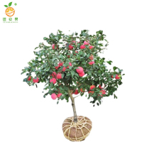 廷豪果 苹果树 8公分 /棵