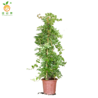 廷豪果 五叶爬山虎 30cm高10棵 /捆
