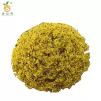 廷豪果 连翘球 冠幅50cm /棵