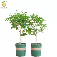 廷豪果 红桑 高30-40cm /棵