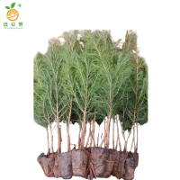 廷豪果 白皮松 高度约2.5米 /棵