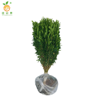 廷豪果 小叶黄杨树苗 高70-80cm50棵/捆