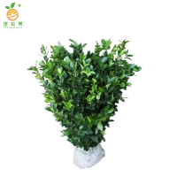 廷豪果 冬青苗 高80-100cm50棵/捆