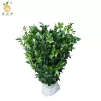 廷豪果 冬青苗 高80-100cm50棵/捆