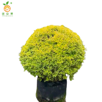 廷豪果 小叶女贞球 冠幅80cm /棵