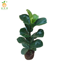 廷豪果 家养琴叶榕 50-70cm