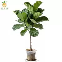 廷豪果 家养琴叶榕 50-70cm 盆