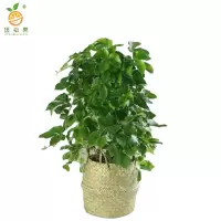 廷豪果 三叶爬山虎 30cm高10棵 /捆