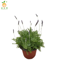 廷豪果 薰衣草 杯苗 /根