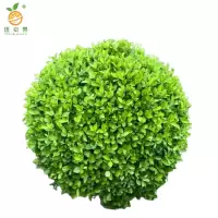 廷豪果 卫矛球 冠幅60公分 /棵