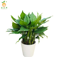 廷豪果 万年青 带原盆60cm左右 /盆