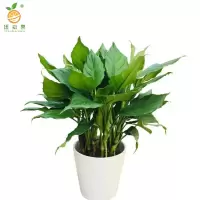 廷豪果 万年青 带原盆60cm左右 /盆