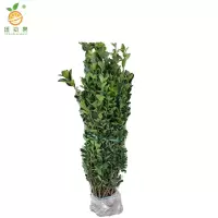 廷豪果 北海道黄杨苗 高1.6-1.7m10棵/捆