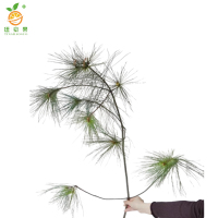 廷豪果 马尾松 高80-100cm /棵