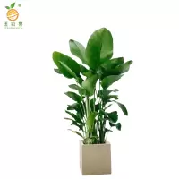 廷豪果 精品天堂鸟 150cm /盆