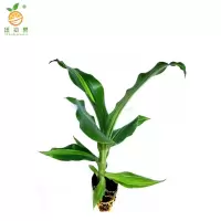 廷豪果 金心也门铁 50cm /盆