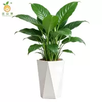 廷豪果 精品万年青 50cm /盆