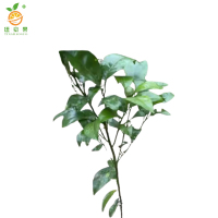 廷豪果 沃柑树 4年苗 /棵