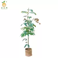 廷豪果 龙眼树 高70-90公分 /棵