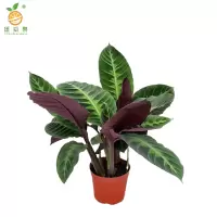 廷豪果 天鹅绒盆栽 60cm /盆