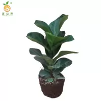 廷豪果 琴叶榕 60cm /盆