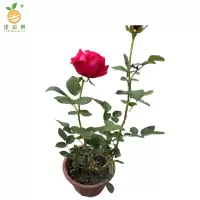 廷豪果 月季花 20cm /根